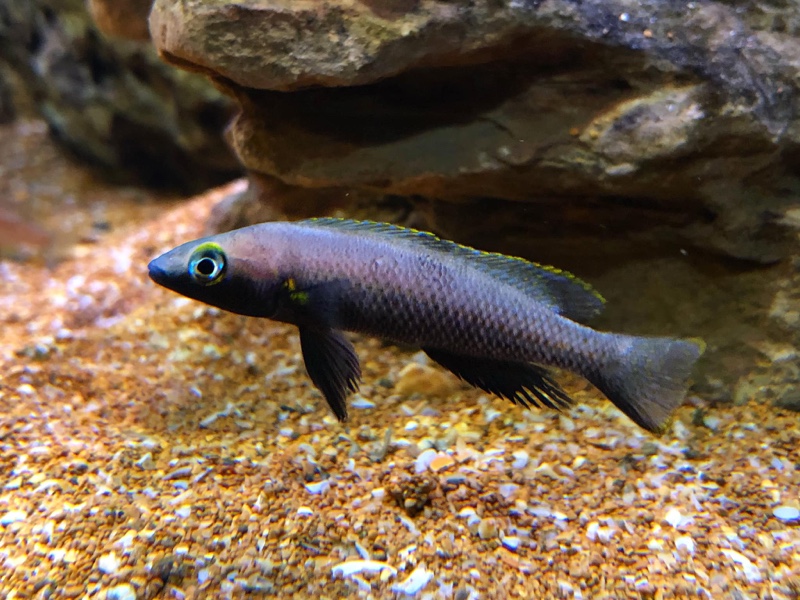 Neolamprologus nigriventris